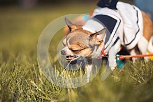 Funny Chihuahua enjoy chewing the summer grass. Sunny day. Copyspace