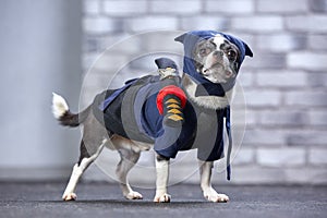 Funny chihuahua in a ninja suit, studio shot