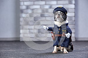 Funny chihuahua in policeman costume. Studio shot