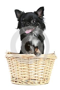 Funny Chihuahua puppy in basket