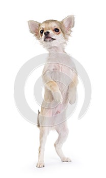 Funny chihuahua puppy standing up isolated