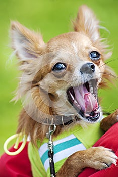 Funny Chihuahua puppy yawning