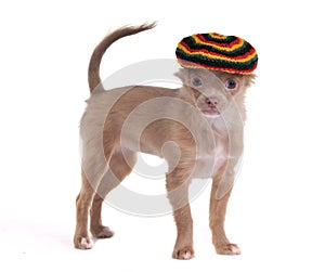 Funny chihuahua with rastafarian hat isolated