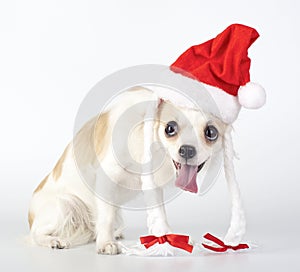 Funny Chihuahua Santa