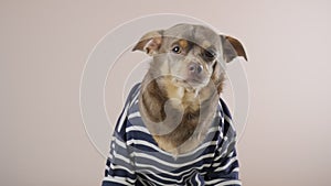 Funny chihuahua in a striped t-shirt looks at the camera