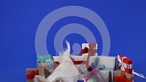 Funny chihuahua in the studio on a blue background. The dog stands behind the gifts, jumps over them and leaves. Slow