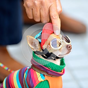 Funny chihuahua wearing tiny clothes