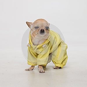 Funny chihuahua in yellow jacket on gray background