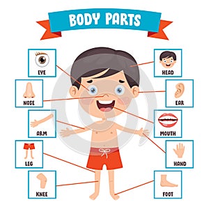 Funny Child Showing Human Body Parts photo