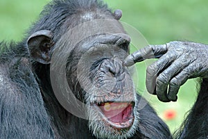 Funny Chimp.