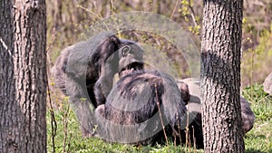 Funny Chimpanzees group.