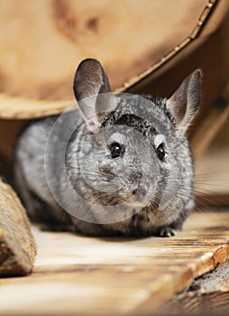Funny chinchilla in wooden cage, concept domestic pets, portrait of fluffy mouse with big ears in house