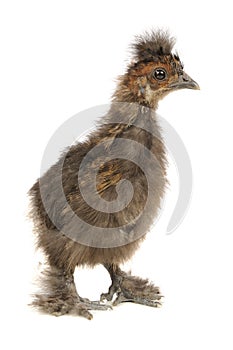 Funny Chinese Silkie Baby Chicken Isolated on White Background