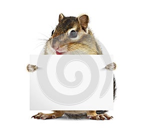 Funny chipmunk with banner