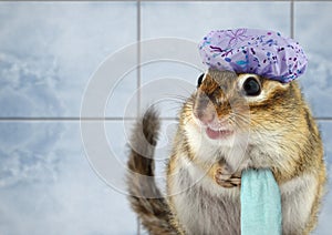 Funny chipmunk bathing