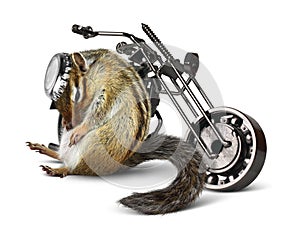 Funny chipmunk biker with motorcycle