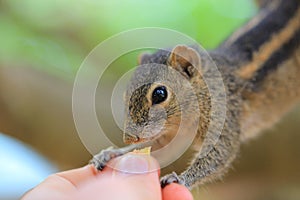 Funny chipmunk eating from hand