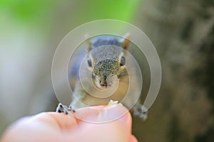 Funny chipmunk eating from hand