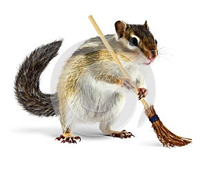 Funny chipmunk holding broom