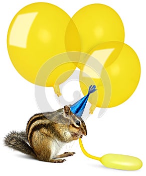 Funny chipmunk inflating yellow balloons photo