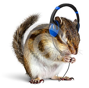 Funny chipmunk listening to music on headphones