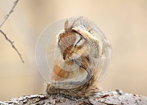 funny Chipmunk in nature during autumn photo