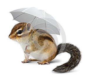 Funny chipmunk with umbrella on white photo