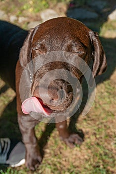 Funny Chocolate Labrador retriever  puppy is licking its nose