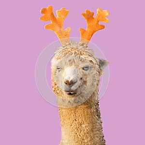 Funny Christmas alpaca llama with reindeer antlers