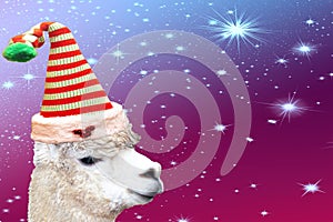 Funny christmas animal alpaca wearing a striped elf hat isolated on a colored background with stars