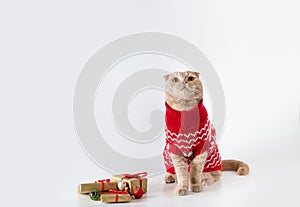 Funny Christmas banner with a cute cat. Kitten wearing a red knitted sweater sitting on white background with Christmas gifts.