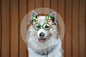Funny christmas decoration on mixbreed dog head photo