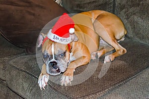 Funny Christmas Dog wearing red Bah Humbug hat.