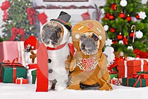 Funny Christmas dogs. French Bulldogs wearing snowman and gingerbread person costumes