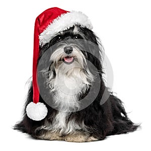 Funny Christmas Havanese dog with Santa hat and white beard