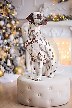 FUNNY CHRISTMAS OR NEW YEAR DOG. The PUPPY is a Dalmatian dog sitting on background of Christmas decorations. Bokeh