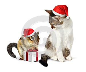 Funny christmas pet, funny squirrel and cat with santa hat and g