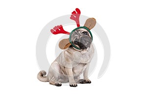 Funny Christmas pug puppy dog sitting down, wearing reindeer antlers diadem