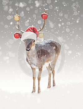 Christmas Reindeer in Snow With Santa Hat