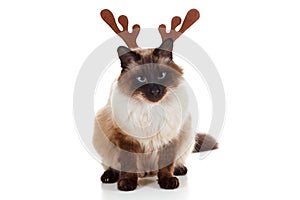 Funny Christmas Rudolph reindeer pet cat
