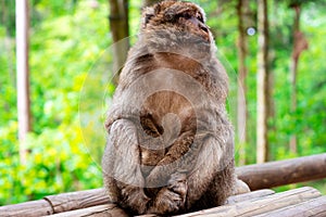 Funny monkey sitting in tropical forest