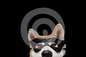 Funny close-up akita dog celebrating new year, halloween or carnivai dressed as a black hero. Isolated on black background