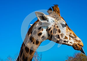 funny close up of a colorful giraffe head sticking out his tongue with blue sky as background color