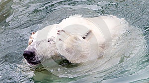 Funny close-up of a polarbear (icebear)