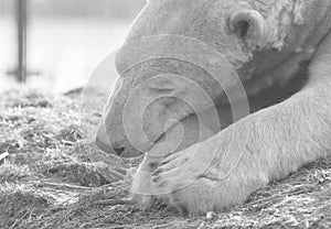 Funny close-up of a polarbear icebear