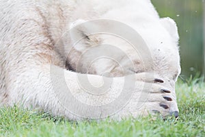 Funny close-up of a polarbear (icebear)