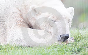 Funny close-up of a polarbear (icebear)