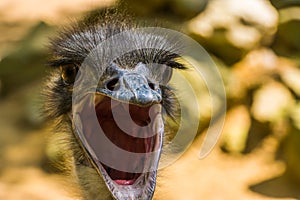 Funny closeup of common ostrich screaming, popular flightless bird specie from Africa