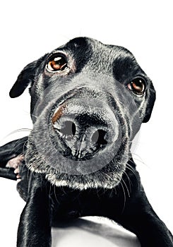 Funny closeup of a cute mutt waiting for a treat