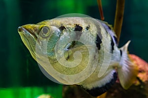 Funny closeup of the face of a banded archer fish, Popular aquarium pet in aquaculture, tropical animal specie from the Indo-